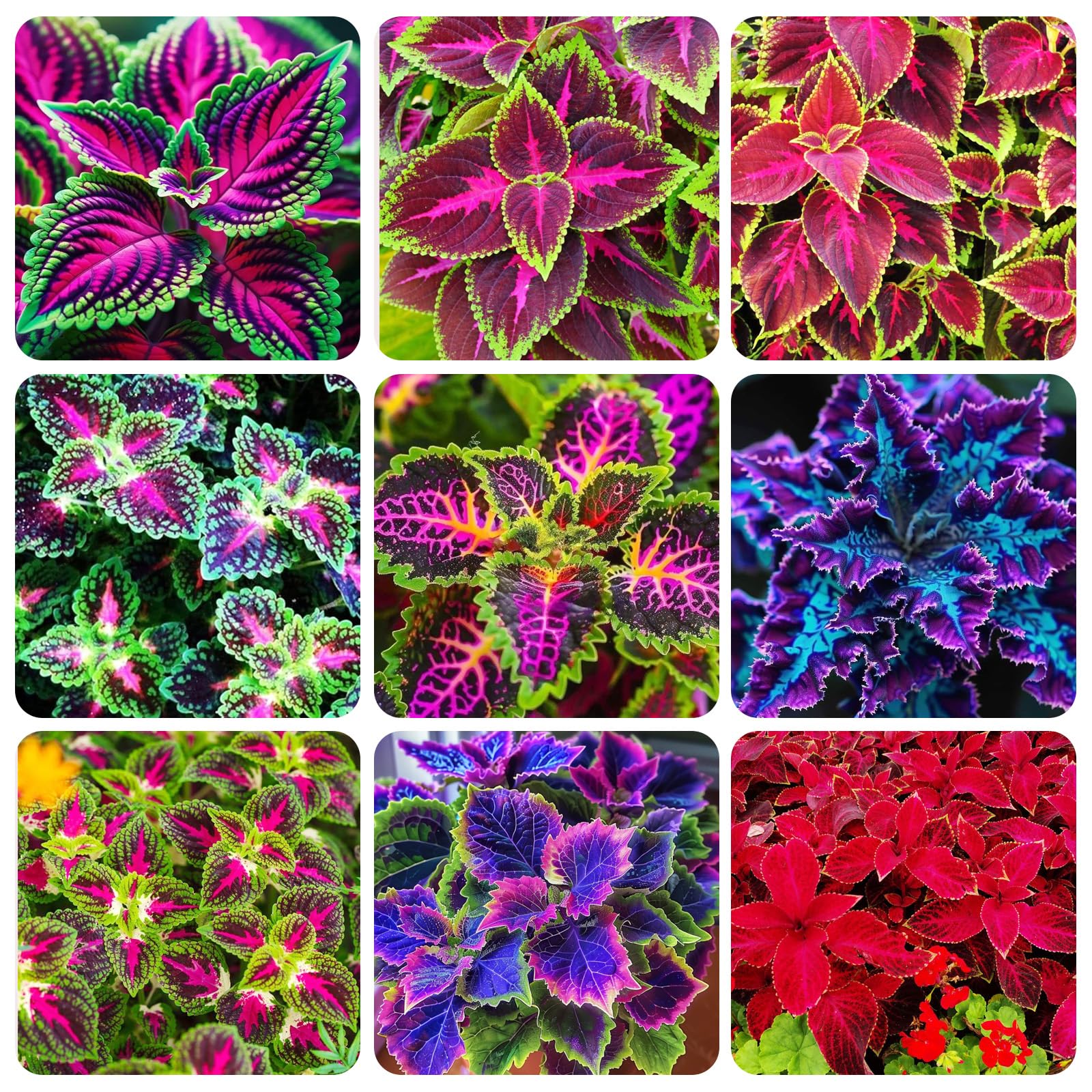 Rainbow Dragon Coleus for Planting Colorful Display Heirloom & GMO Free Seeds for Home Garden
 
 Sale