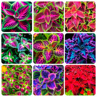 Rainbow Dragon Coleus for Planting Colorful Display Heirloom & GMO Free Seeds for Home Garden
 
 Sale