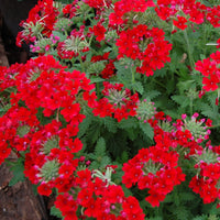 Red Verbena Scarlet Flower seeds for Planting Garden Favorite Heirloom & GMO Free Seeds for Home Garden
 
 Sale