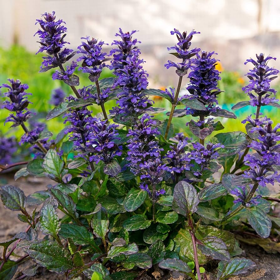 Blue Bugle Flower Planting Seeds for Colorful Landscapes