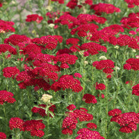 Red Yarrow Achillea millefolium Seeds for Planting wildflower bee butterfly garden