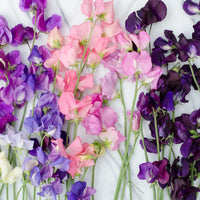 Lathyrus Odoratus Flower seeds for Planting - Wildflower Mix, Heirloom & GMO Free Seeds for Home Garden