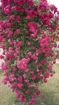 Deep Pink Climbing Rose Flower Seeds for Planting Cottage Garden Essential Heirloom & GMO Free Seeds for Home Garden
 
 Sale