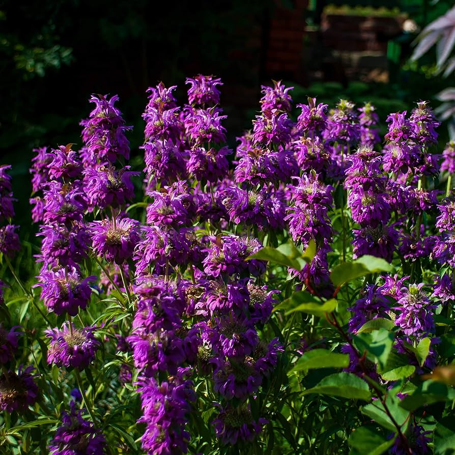Violet Lemon Bee Flower seeds for Planting Cut Flower Favorite Heirloom & GMO Free Seeds for Home Garden 
 
 Sale