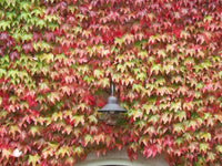 Boston Ivy Green Pink Flower seeds for Planting - Perfect for Borders, Heirloom & GMO Free Seeds for Home Garden