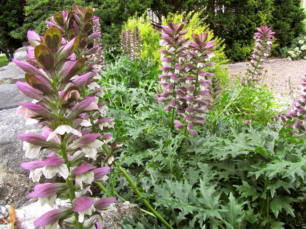 Breeches Flower Planting Seeds