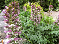 Breeches Flower Planting Seeds