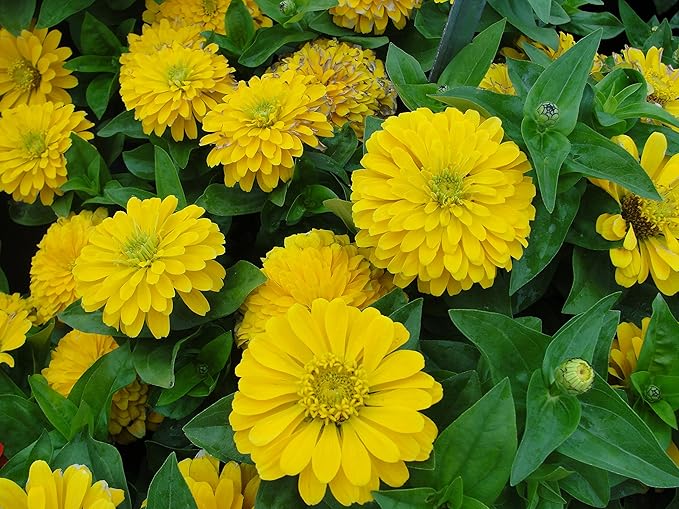 Dark Yellow Zinnia Flower seeds for Planting Cut Flower Favorite Heirloom & GMO Free Seeds for Home Garden