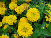 Dark Yellow Zinnia Flower seeds for Planting Cut Flower Favorite Heirloom & GMO Free Seeds for Home Garden