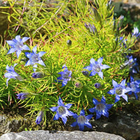 Largeleaf Gentian Blue Seeds for Stunning Blue Flowers