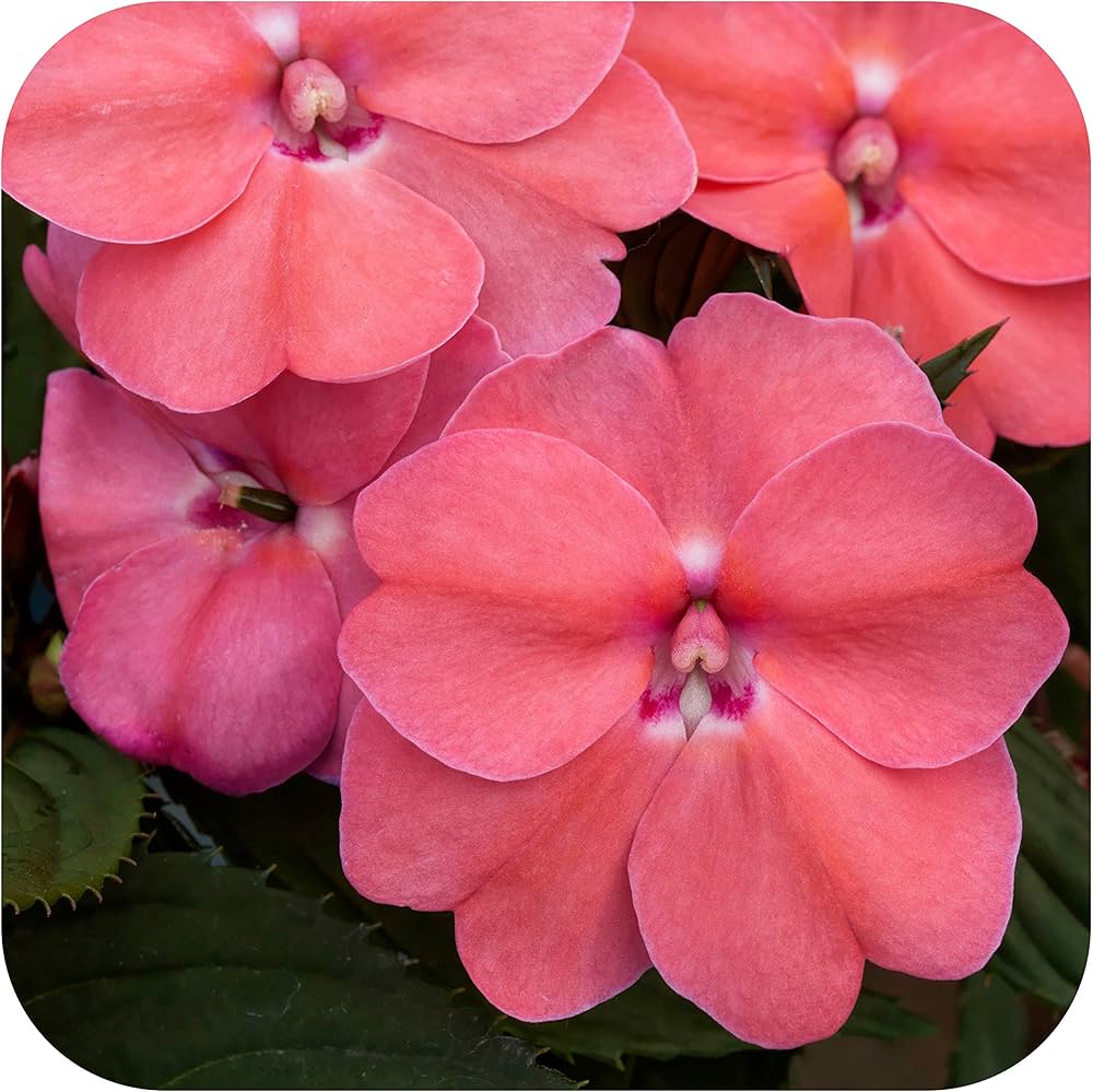 Impatiens Impreza Cherry Splash Seeds for Planting flower bed