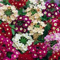 Verbena Mixed Colors Flower Seeds for Planting