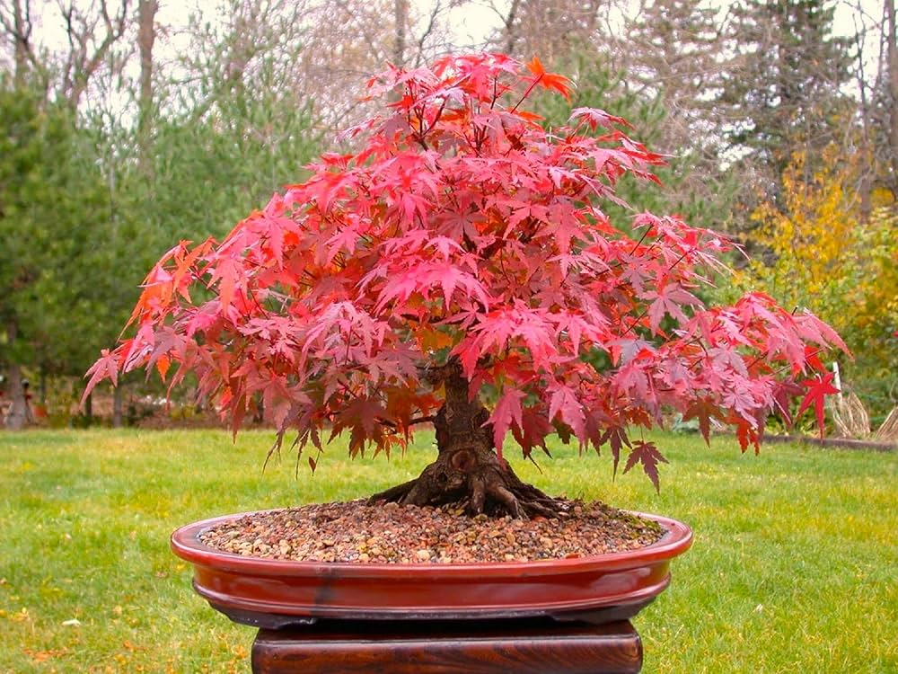 Red Bonsai Flower Seeds for Planting