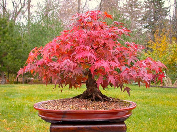 Red Bonsai Flower Seeds for Planting