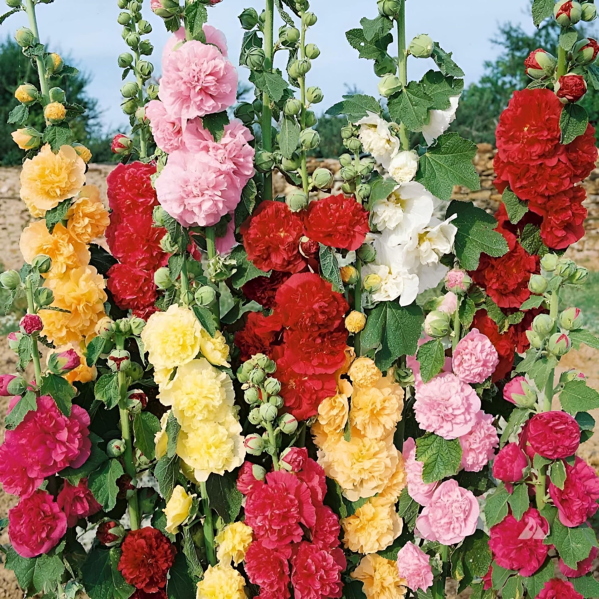 Mixed Danish Hollyhock Flower seeds for Planting - Hardy Variety, Heirloom & GMO Free Seeds for Home Garden