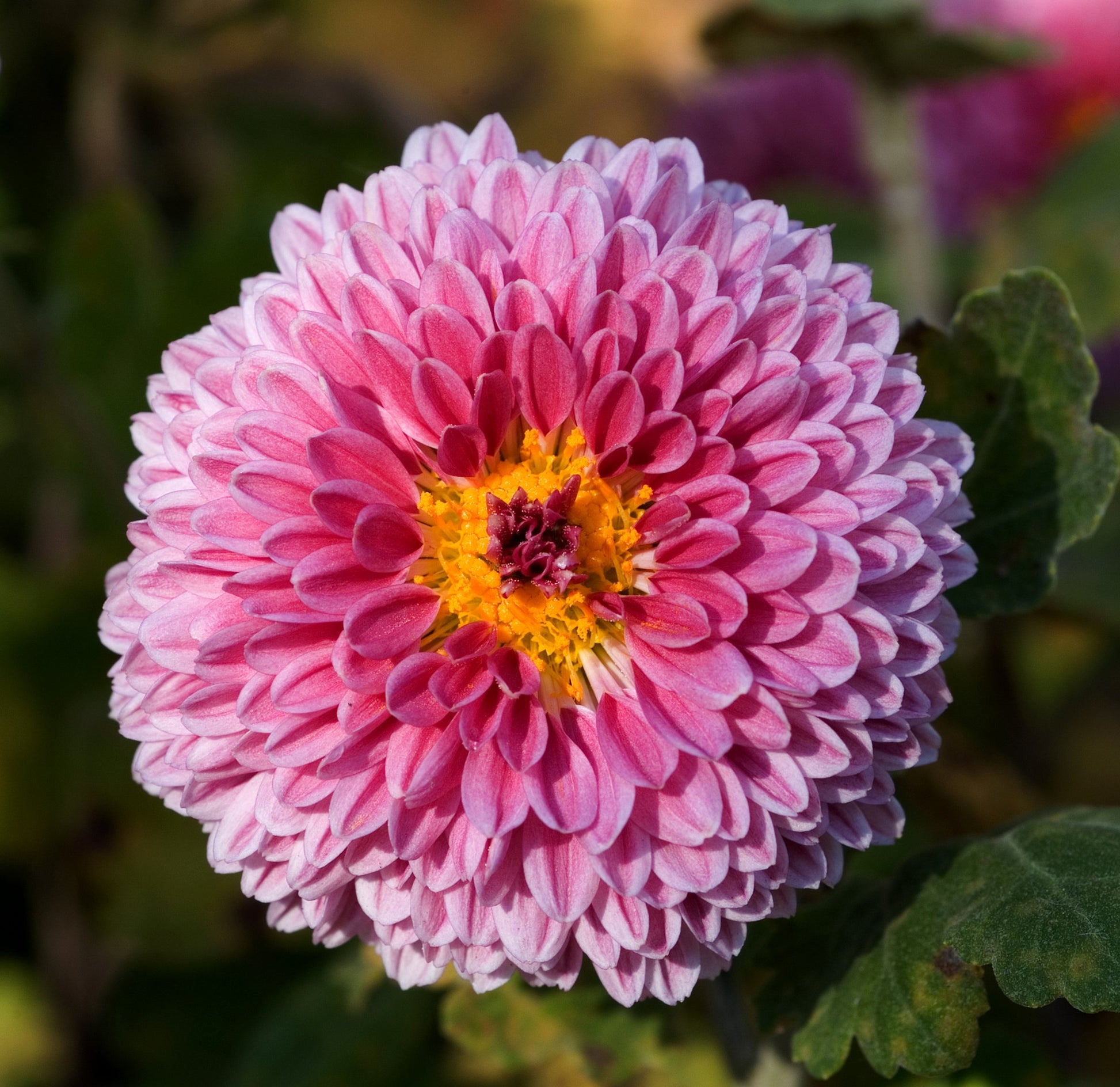 Crisantemos Flower seeds for Planting - Low Maintenance, Heirloom & GMO Free Seeds for Home Garden