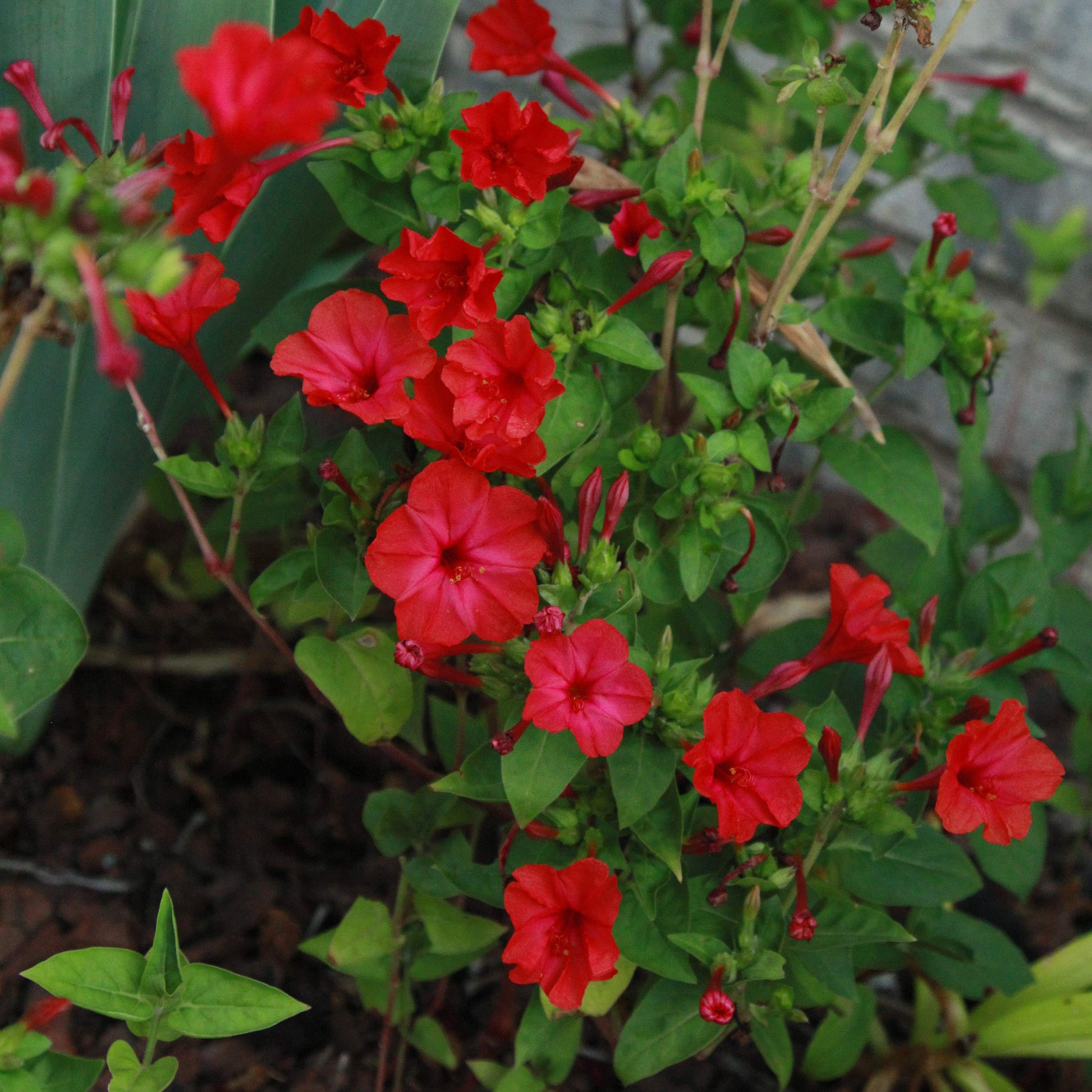 Red Mirabilis Flower seeds for Planting Compact Growth Heirloom & GMO Free Seeds for Home Garden