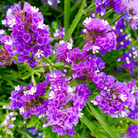 Heirloom Limonium Flower seeds for Planting Seasonal Bloomer Heirloom & GMO Free Seeds for Home Garden