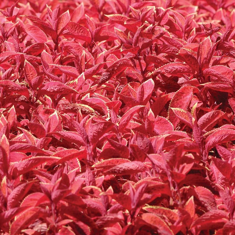 Coleus Wizard Sunset for planting in flower bed