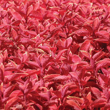 Coleus Wizard Sunset for planting in flower bed