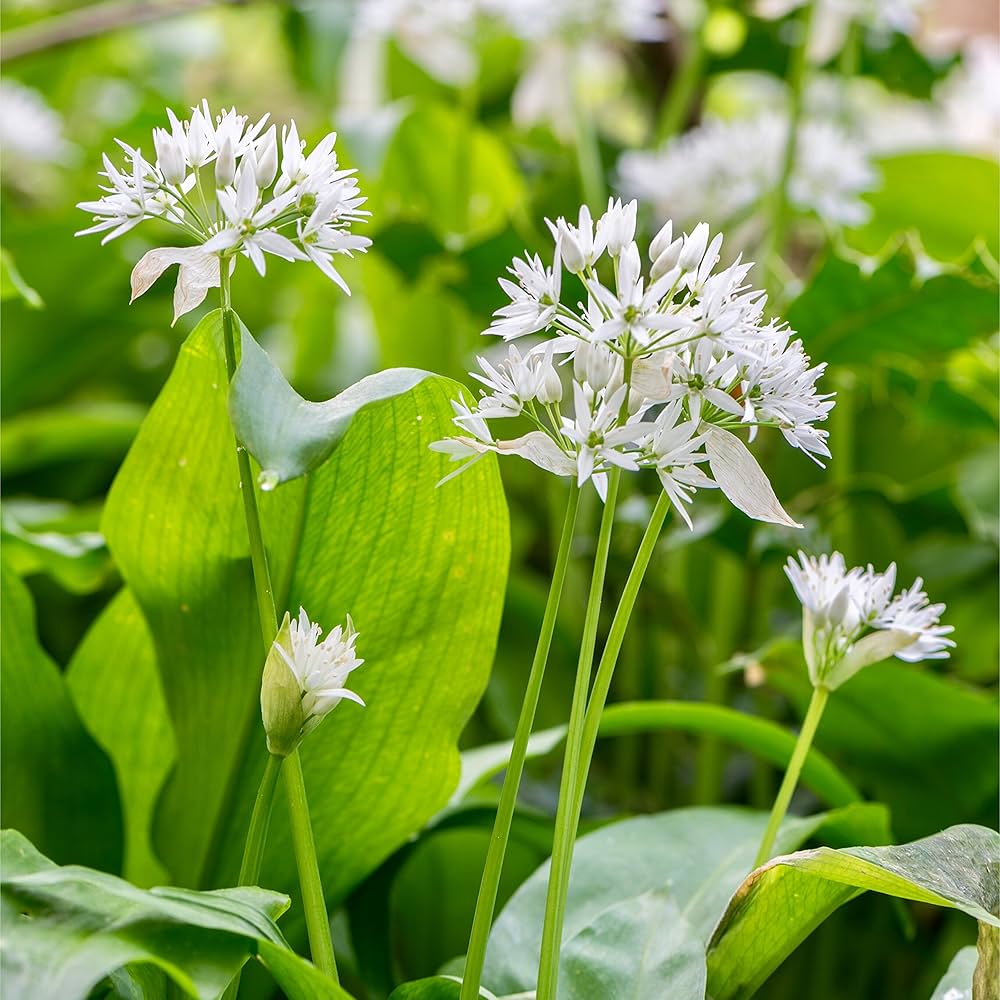 Ursinum Flower Planting Seeds - Vibrant Blooms for Your Garden