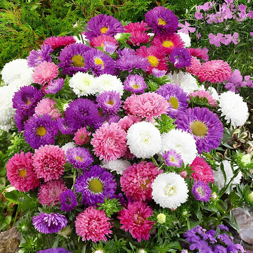 MultiColour Aster Flower Seeds for Planting Seasonal Bloomer Heirloom & GMO Free Seeds for Home Garden
 
 Sale