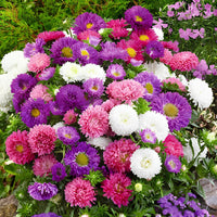 Dwarf Queen Mix Aster Seeds for Planting flower bed