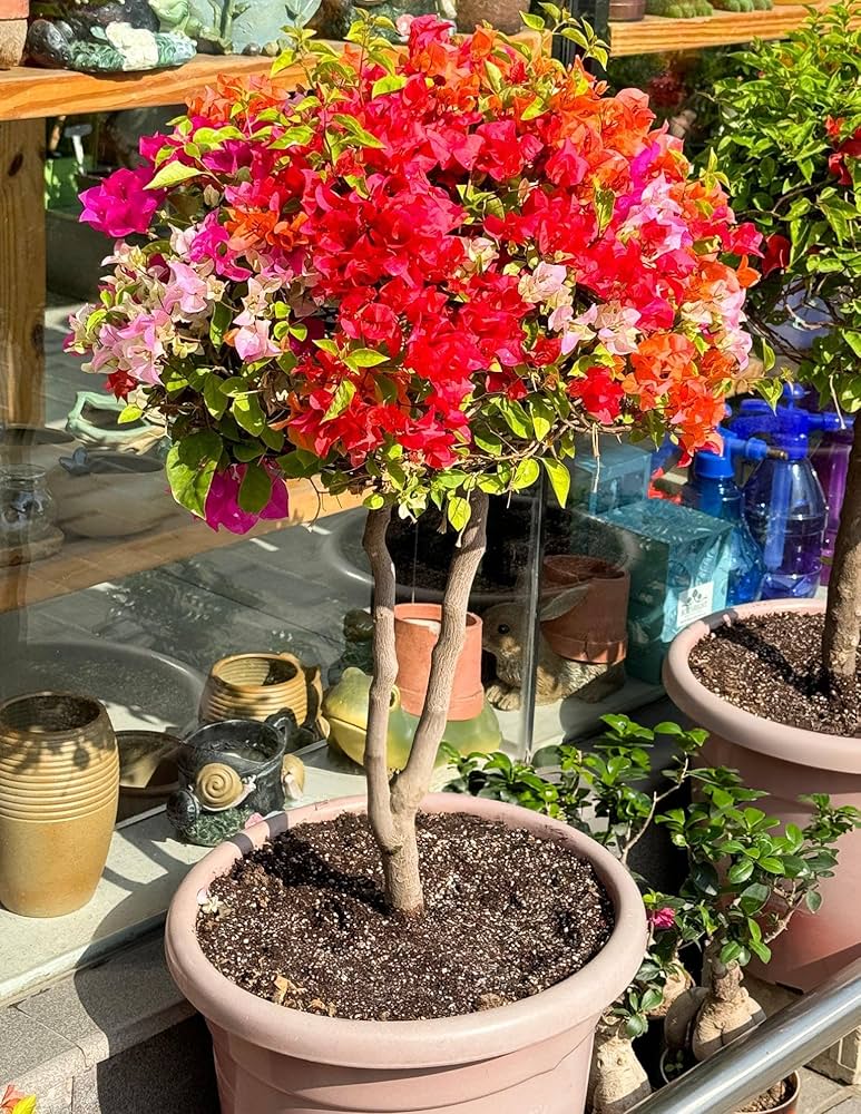 Mixed Bougainvillea Flower seeds for Planting - Low Maintenance, Heirloom & GMO Free Seeds for Home Garden