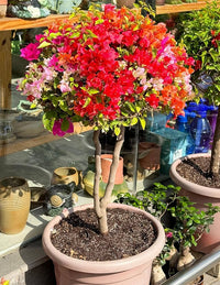 Mixed Bougainvillea Flower seeds for Planting - Low Maintenance, Heirloom & GMO Free Seeds for Home Garden