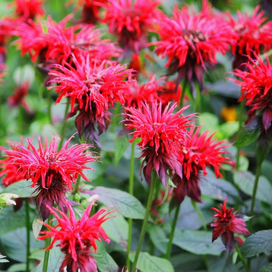 Violet Monarda Flower seeds for Planting Cottage Garden Essential Heirloom & GMO Free Seeds for Home Garden 
 
 Sale
