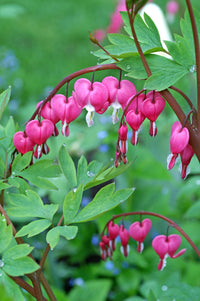 Bleeding Heart Flower seeds for Planting Hardy Variety Heirloom & GMO Free Seeds for Home Garden 
 
 Sale