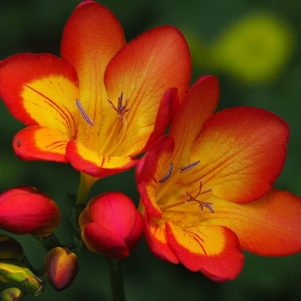 Yellow Orange Freesias Flower seeds for Planting - Fragrant Blossoms, Heirloom & GMO Free Seeds for Home Garden