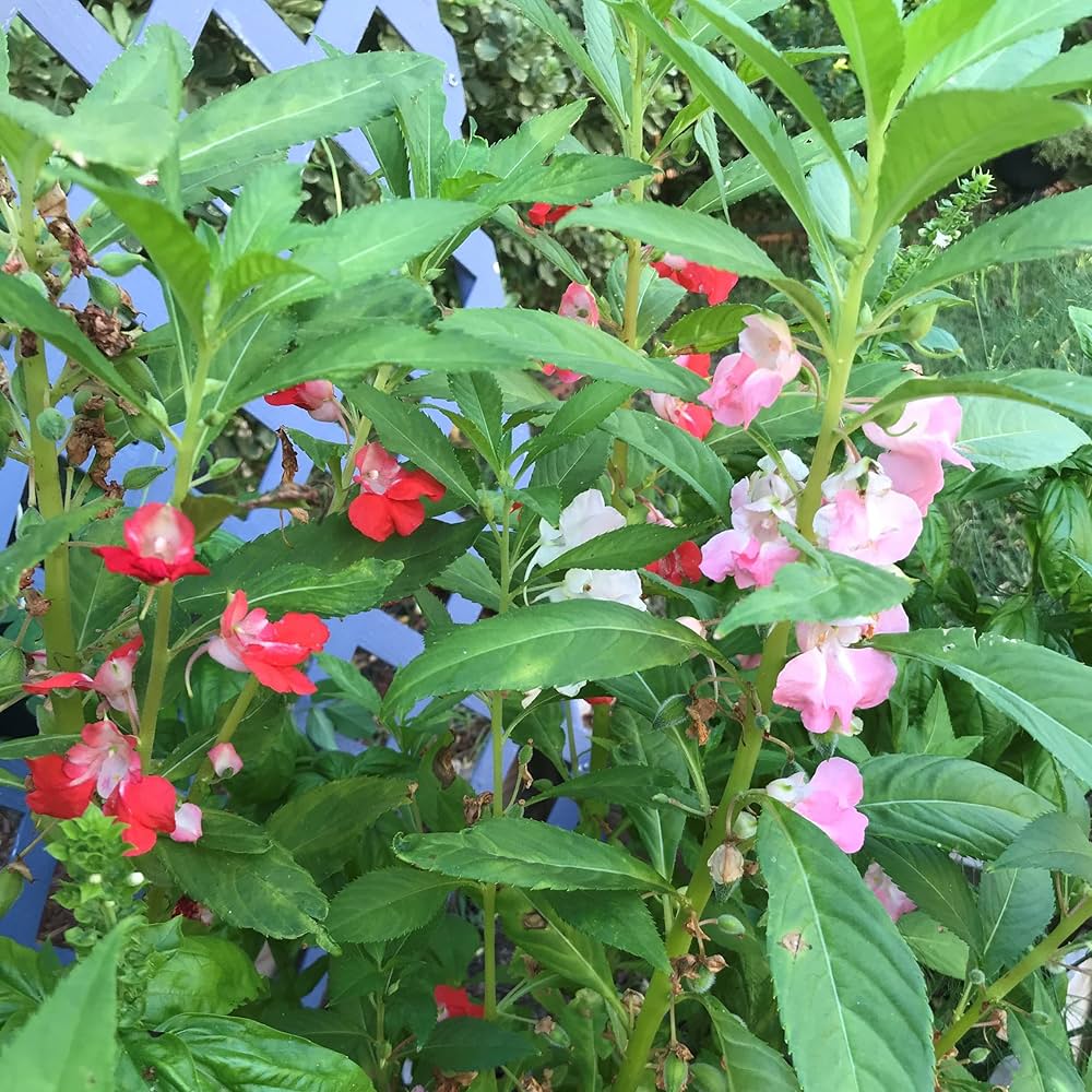 Mixed Impatiens Balsamine Flower seeds for Planting Vibrant Colors Heirloom & GMO Free Seeds for Home Garden 
 
 Sale