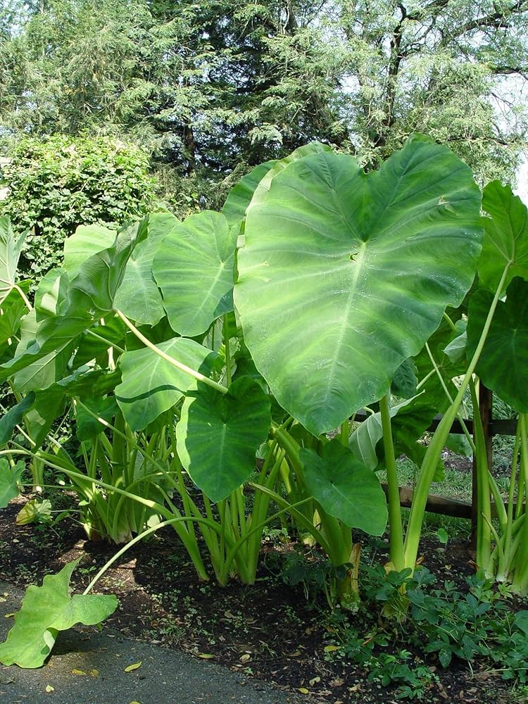 Alocasia Macrorrhiza Flower seeds for Planting Cut Flower Favorite Heirloom & GMO Free Seeds for Home Garden
 
 Sale