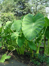 Alocasia Macrorrhiza Flower seeds for Planting Cut Flower Favorite Heirloom & GMO Free Seeds for Home Garden
 
 Sale