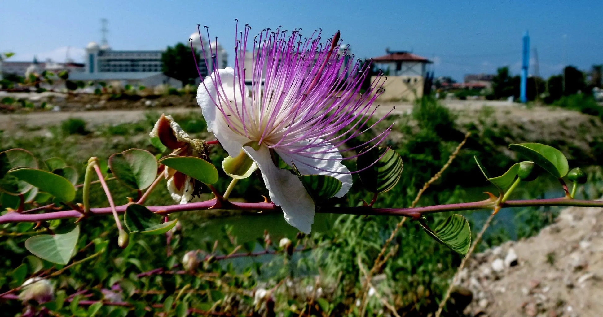 Capparis Flower seeds for Planting, Seasonal Bloomer Heirloom & GMO Free Seeds for Home Garden