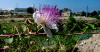 Capparis Flower seeds for Planting, Seasonal Bloomer Heirloom & GMO Free Seeds for Home Garden