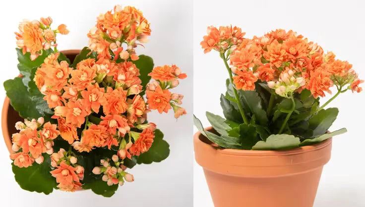 Red Yellow Kalanchoe Flower seeds for Planting - Perfect for Borders, Heirloom & GMO Free Seeds for Home Garden