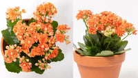 Red Yellow Kalanchoe Flower seeds for Planting - Perfect for Borders, Heirloom & GMO Free Seeds for Home Garden
