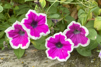 Thick Pink & White Petunia Flower seeds for Planting Drought Tolerant Heirloom & GMO Free Seeds for Home Garden
