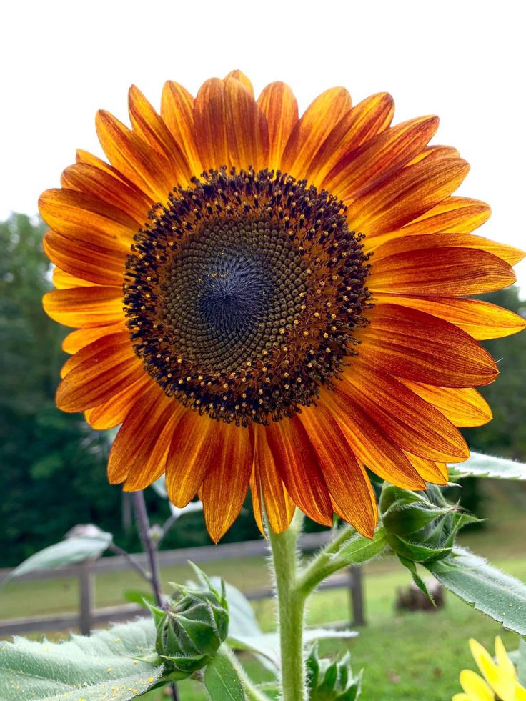 Marron Sunflower Flower seeds for Planting Vibrant Colors Heirloom & GMO Free Seeds for Home Garden 
 
 Sale