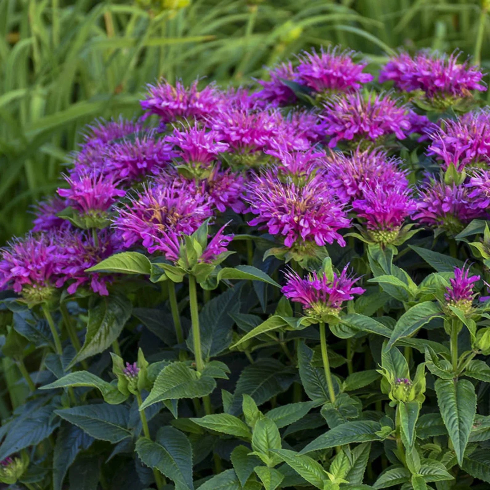 Purple Monarda Flower seeds for Planting Shade Tolerant Heirloom & GMO Free Seeds for Home Garden 
 
 Sale