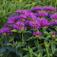 Purple Monarda Flower seeds for Planting Shade Tolerant Heirloom & GMO Free Seeds for Home Garden 
 
 Sale
