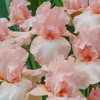 Pink White Germanica Flower seeds for Planting - Bright Blooms, Heirloom & GMO Free Seeds for Home Garden