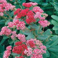 Sedum Flower seeds for Planting, Colorful Display Heirloom & GMO Free Seeds for Home Garden