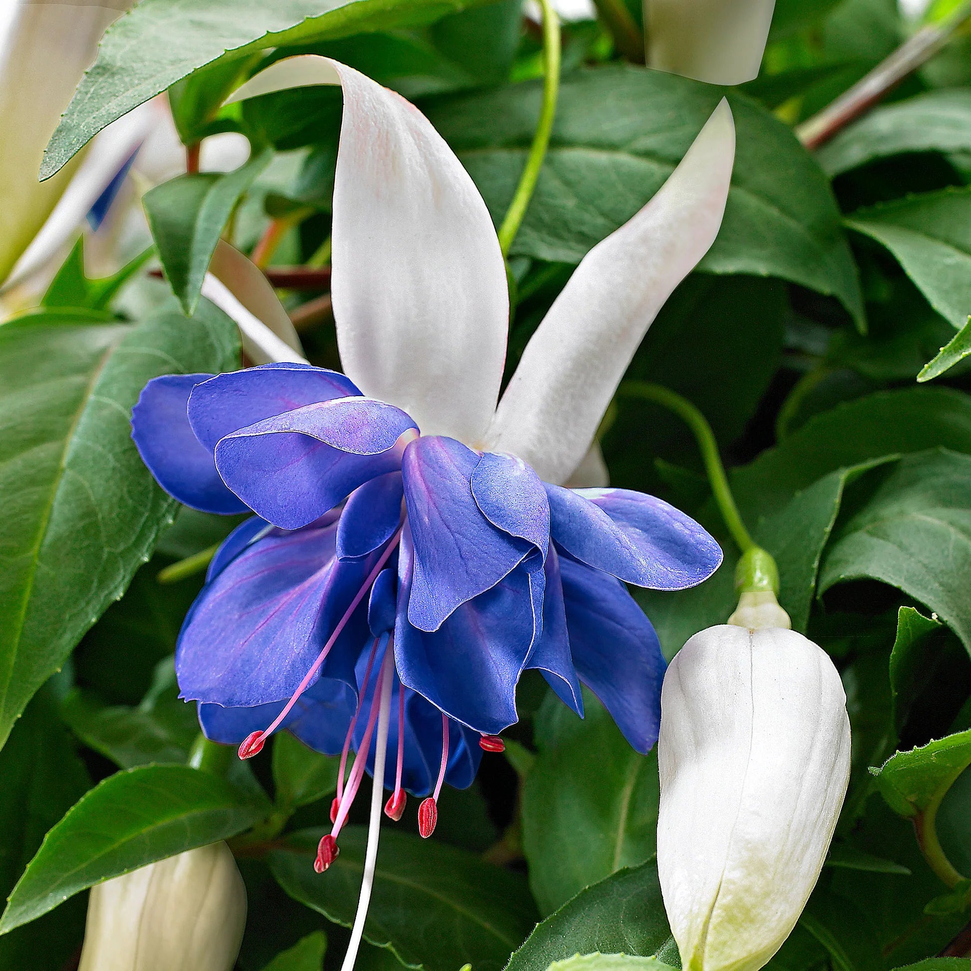 Fuchsia Blue White Flower seeds for Planting Seasonal Bloomer Heirloom & GMO Free Seeds for Home Garden