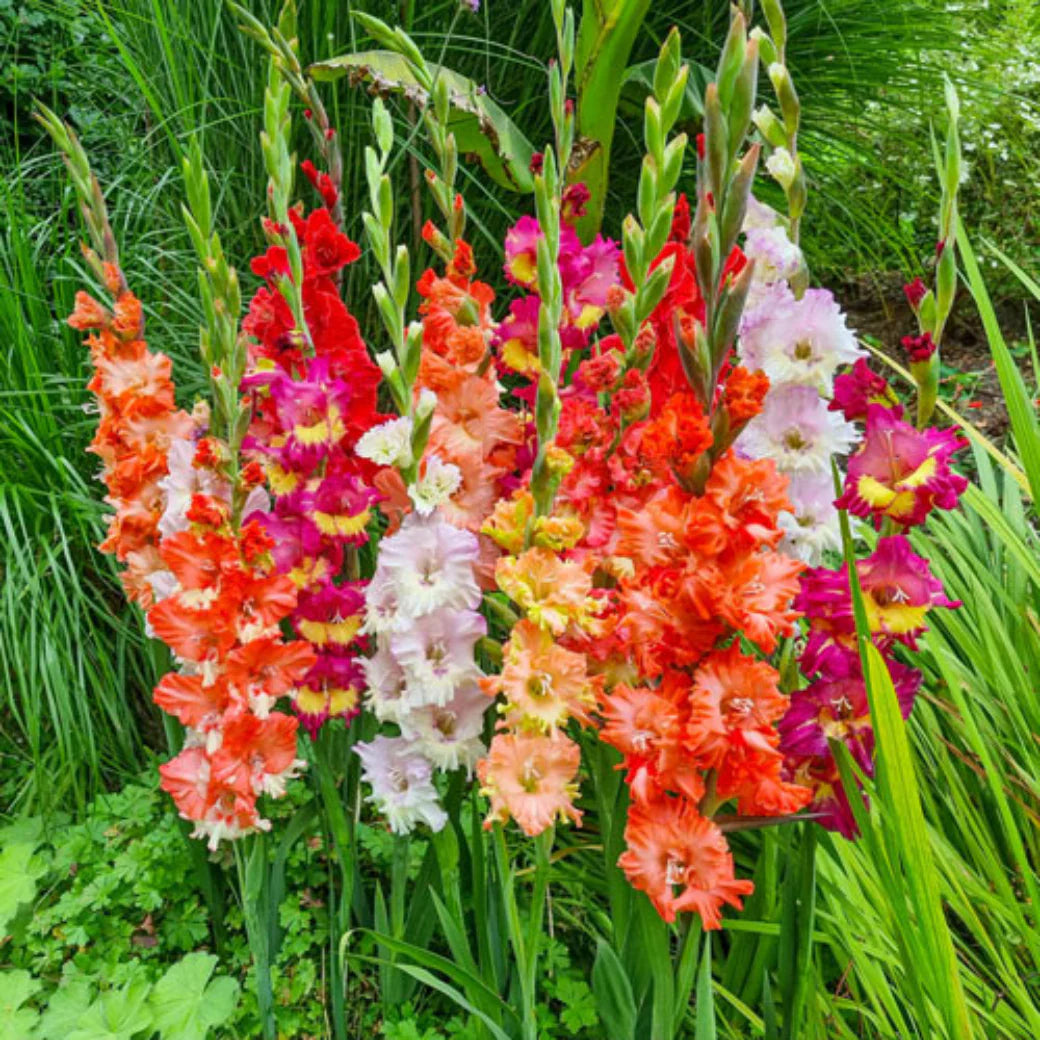 Gladiolus mic Flower Planting Seeds for Vibrant Garden Blooms