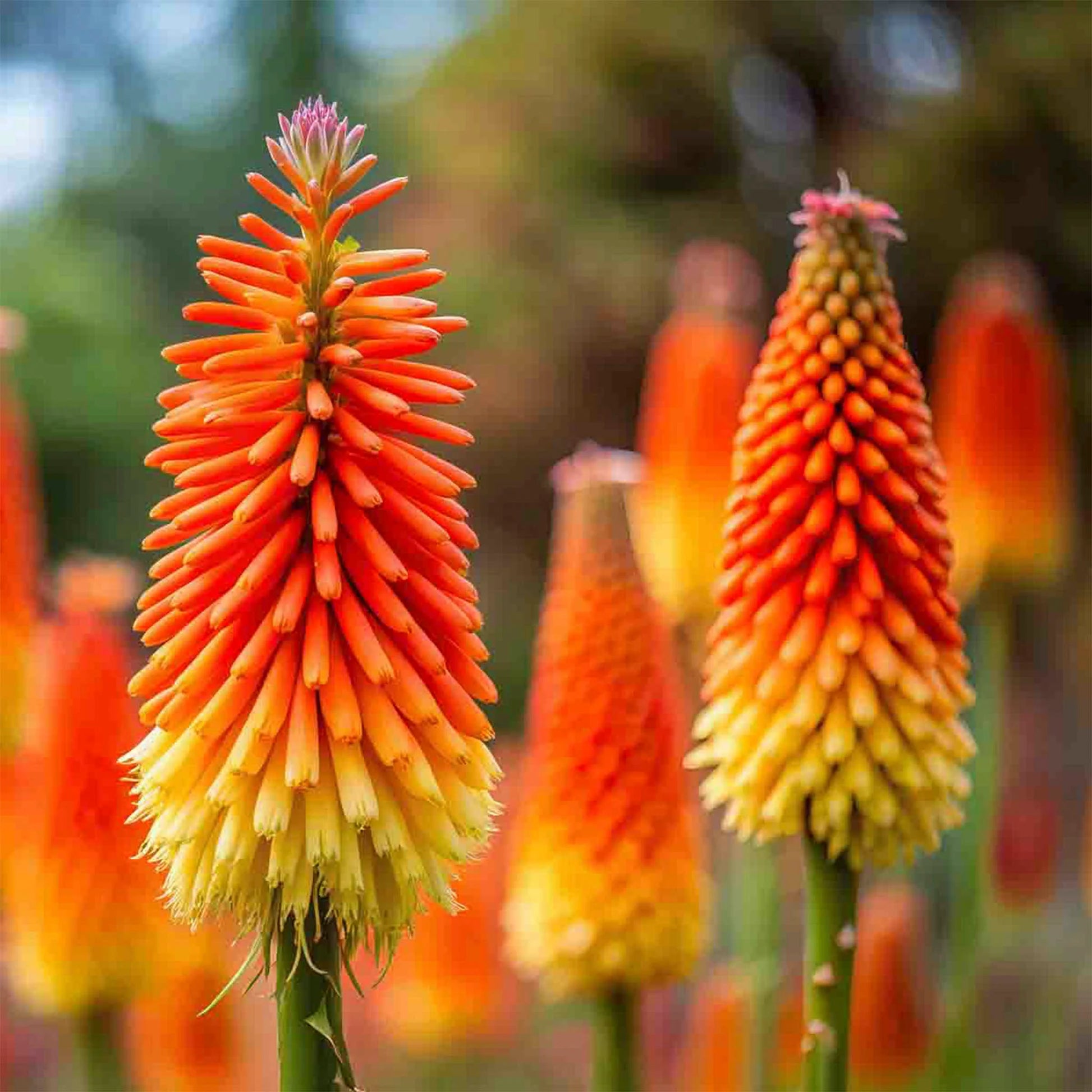 Heirloom Poker Flower seeds for Planting Pollinator Friendly Heirloom & GMO Free Seeds for Home Garden