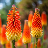 Heirloom Poker Flower seeds for Planting Pollinator Friendly Heirloom & GMO Free Seeds for Home Garden