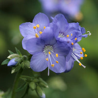 Jacobs Flower seeds for Planting Low Maintenance Heirloom & GMO Free Seeds for Home Garden